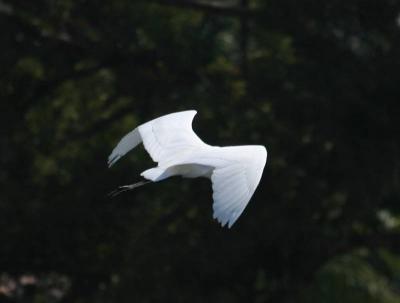 Angelic great egret