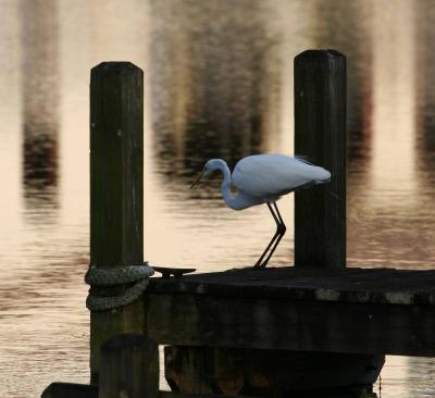 Great egret at dusk