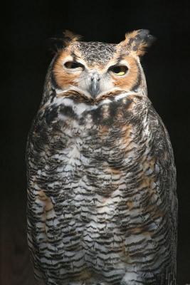 Great horned owl