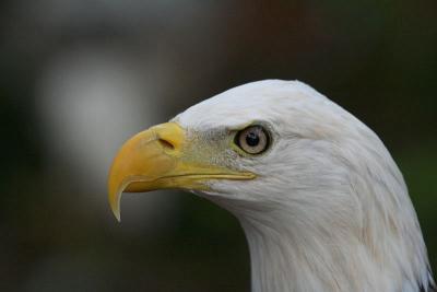 Bald eagle