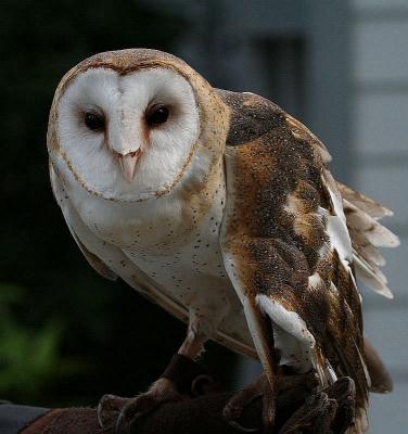Barn owl