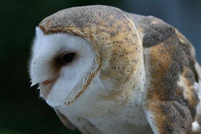 Barn owl