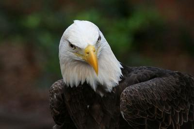 Bald eagle
