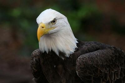 Bald eagle