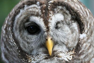 Barred Owl with missing eye