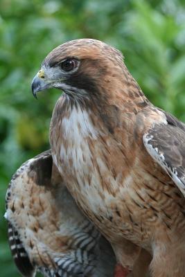 Ladyhawke