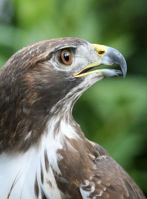 Red-tailed hawk