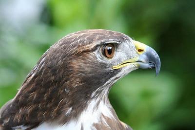 Red-tailed hawk