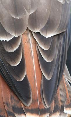 Red-tailed hawk