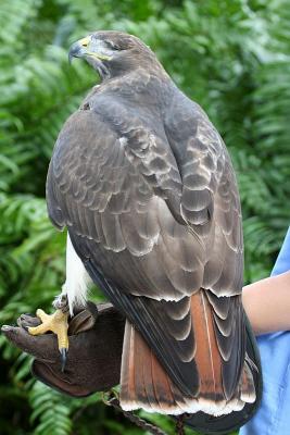 Red-tailed hawk