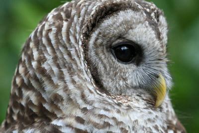 Barred Owl