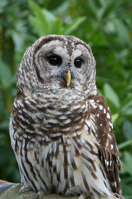 Barred Owl