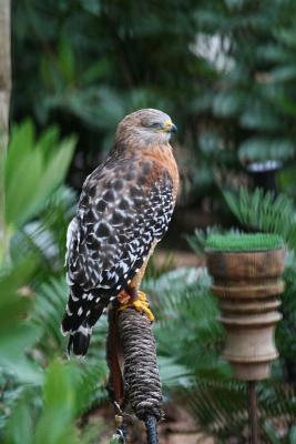 Red shouldered hawk