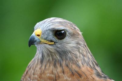 Red shouldered hawk