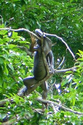 Iguana hanging out by river - Belize