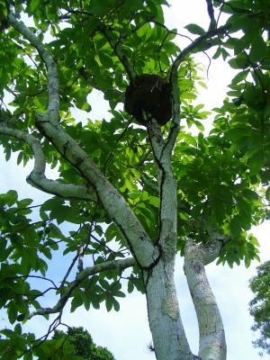 Ant Colony in trees in Belize!