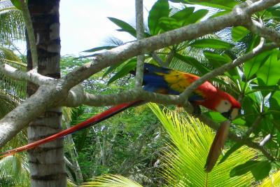 Parrot joining us for lunch in Belize