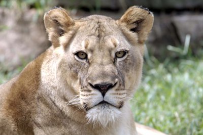  Female Lion