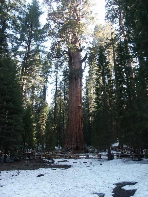 General Sherman Sequoia (Largest Tree in the World)
