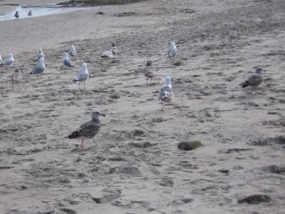 Stupid Seagulls Unaware of  Eminent Doom