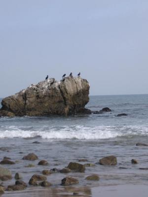 Birds on Rock at Beach