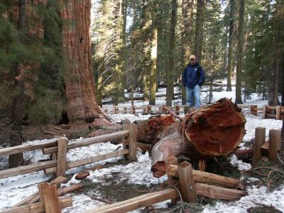 One of General Sherman's Branches