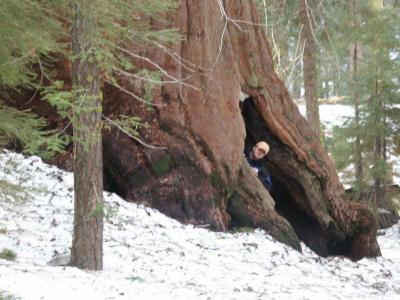 Clark Seeks Refuge within the David Hasselhoff Tree
