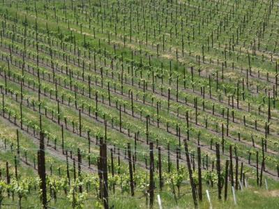 Road Seis: California Wine Country - Sonoma