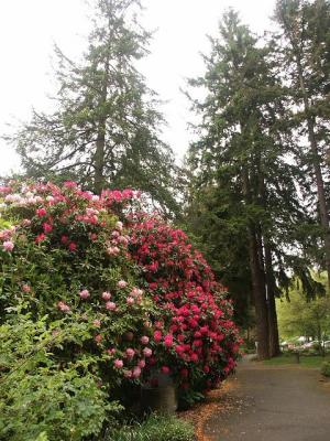 Oregon Rose Garden Sans Roses