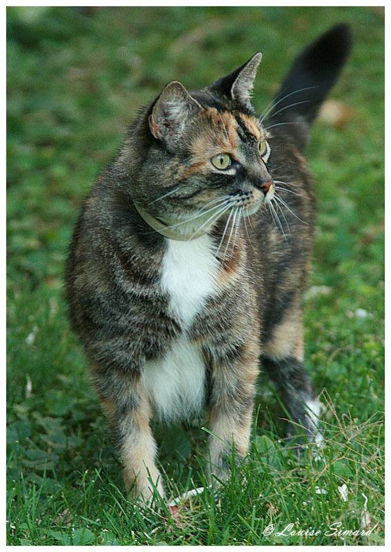 Chat calico (tricolore) / Calico Cat 