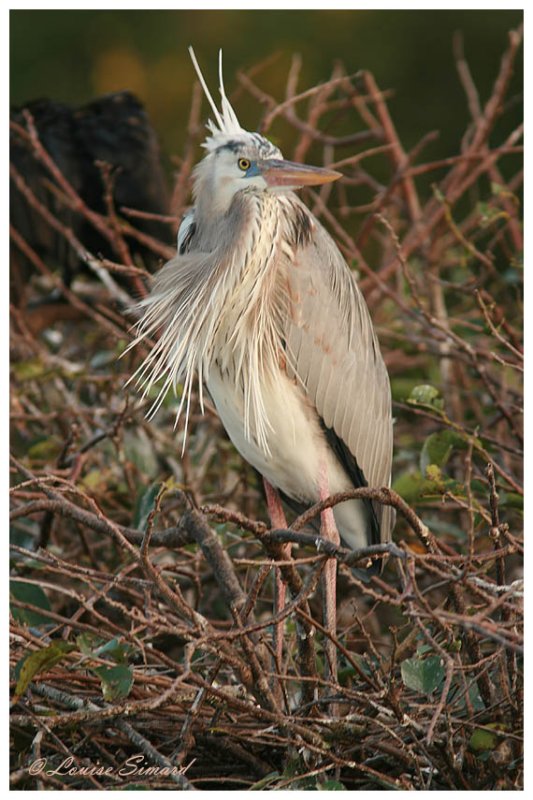 Grand Hron leucique / Leucistic Great Blue Heron