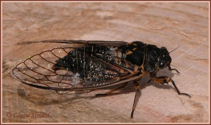 Okanagana rimosa / Cigale ride / Wrinkled cicada