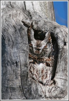 Petit-duc maculé / Eastern Screech-Howl