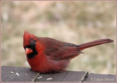 Cardinal rouge / Northern Cardinal