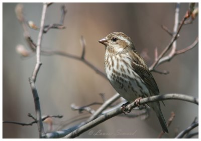 Roselin pourpr / Purple Finch