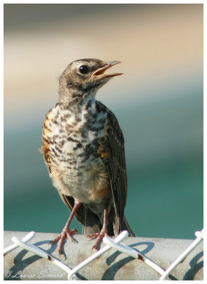 Jeune Merle d'Amrique / American Robin