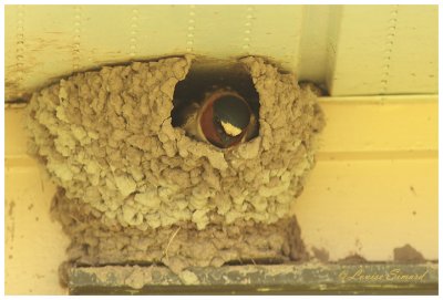 Hirondelle  front blanc / Cliff Swallow