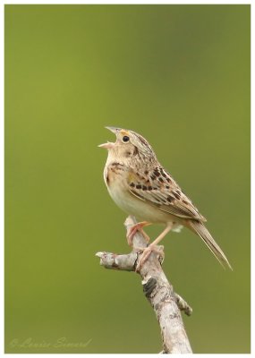 Bruant sauterelle / Grasshopper Sparrow