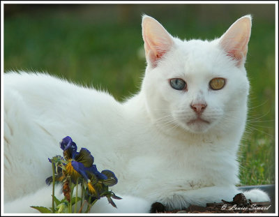 Chat aux yeux vairons (htrochromie) / Odd-eyed cat (heterochromia)