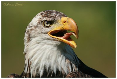 Pygargue  tte blanche / Bald Eagle