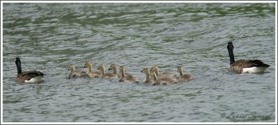 Famille Bernaches du Canada / Canada Goose