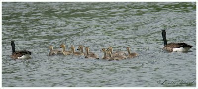 Famille Bernaches du Canada / Canada Goose