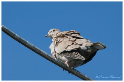 Tourterelle turque / Eurasian Collared-Dove