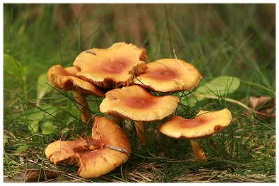 Champignon / Mushroom