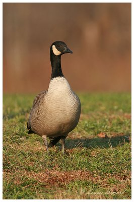Bernache de Hutchins / Cackling Goose