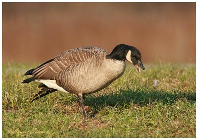 Bernache de Hutchins / Cackling Goose 