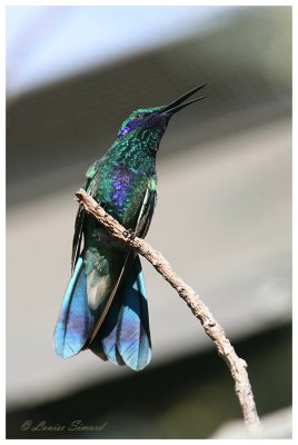 Sparkling violet ear Hummingbird