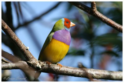 Diamant de Gould / Lady Gouldian finch