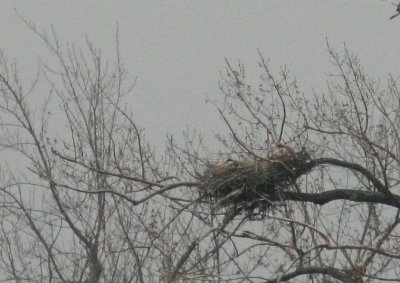 Nids d'oiseaux  / Bird nests