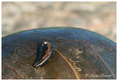 Escargots, Limaces, Sangsues / Snails, Slugs, Leeches